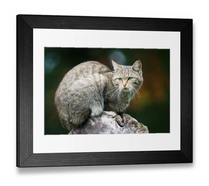 Framed Print : A resting wildcat (Felis sylvestris)