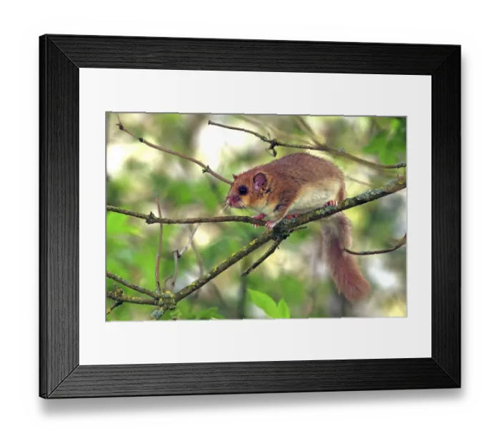 Framed Print : Dormouse (Glis glis) sitting on a branch