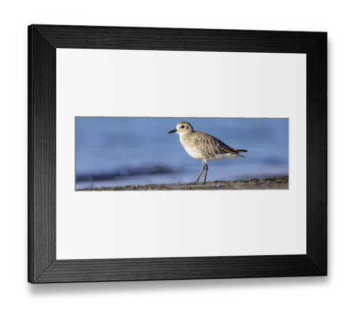 Framed Print : Little Ringed Plover, (Pluvialis squatarola)
