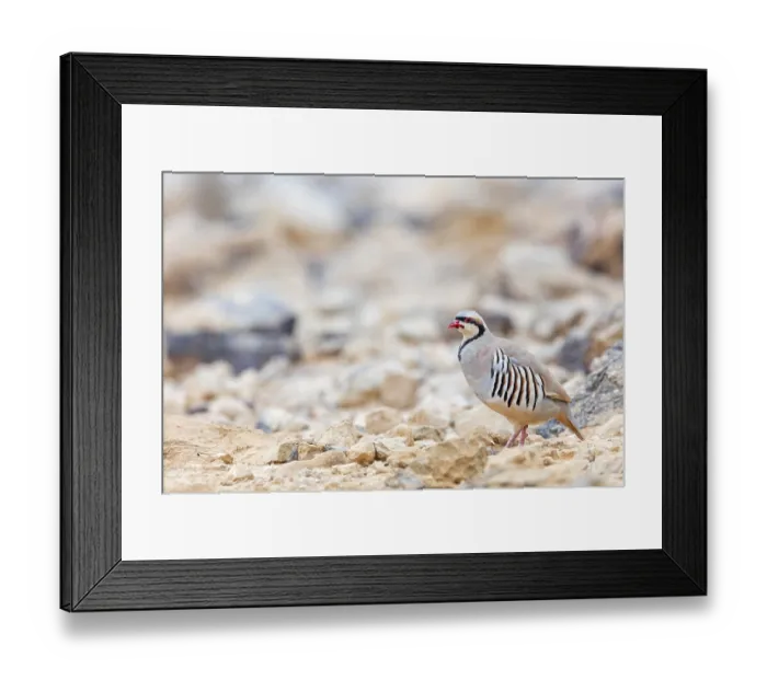 Framed Print : Chukar chicken, Chukar stone chicken Framed Print : Chukar chicken, Chukar stone chicken