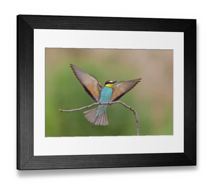 Framed Print : Bee-eater, (Merops apiaster), Animals Framed Print : Bee-eater, (Merops apiaster), Animals