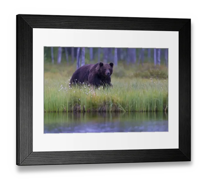 Framed Print : European brown bear, animals, mammals