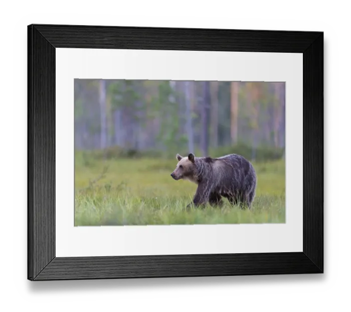 Framed Print : European brown bear, animals, mammals
