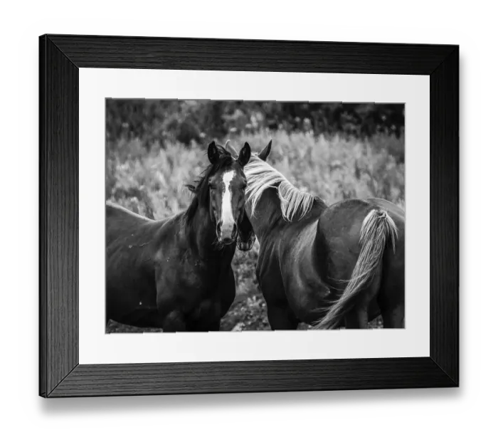 Framed Print : Horses, Black and White, Alaska