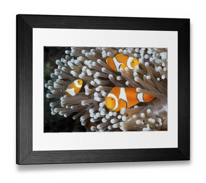 Framed Print : Orange skunk clownfish, Amphiprion ocellaris