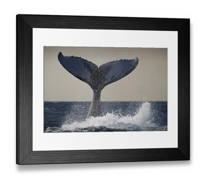 Framed Print : Humpback whale fluke, Megaptera novaeangliae