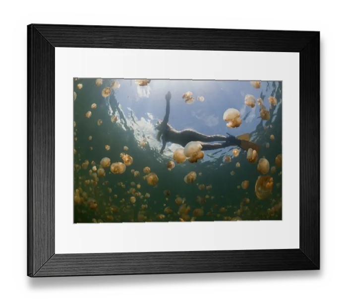 Framed Print : Swimming with harmless jellyfish