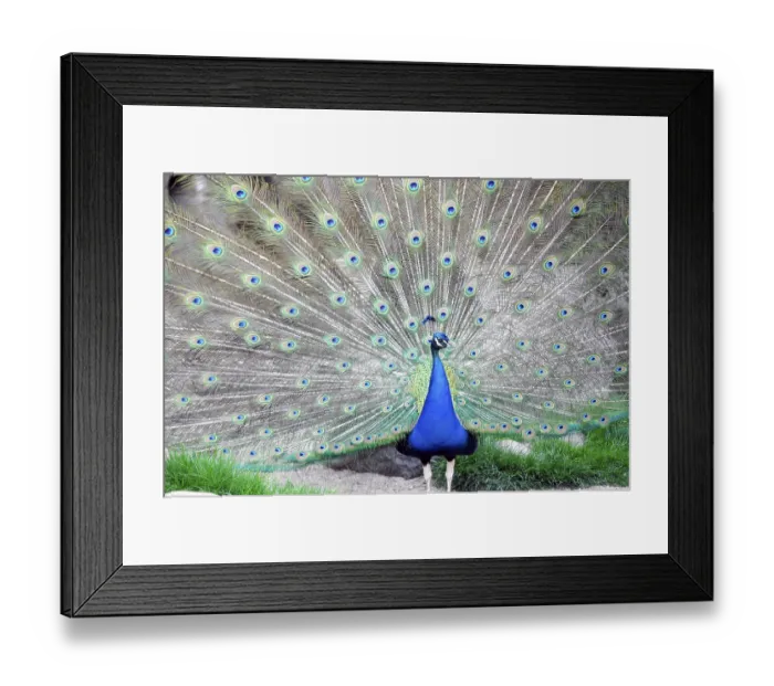 Framed Print : A magnificent peacock (Pavo cristatus)
