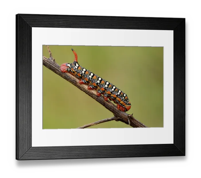 Framed Print : Spurge Hawk-moth (Hyles euphorbiae)