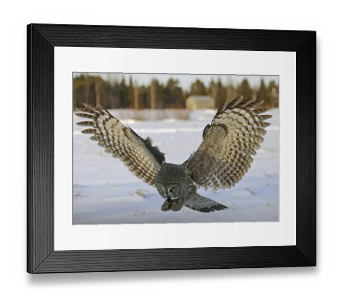 Framed Print : Great Grey Owl (Strix nebulosa)
