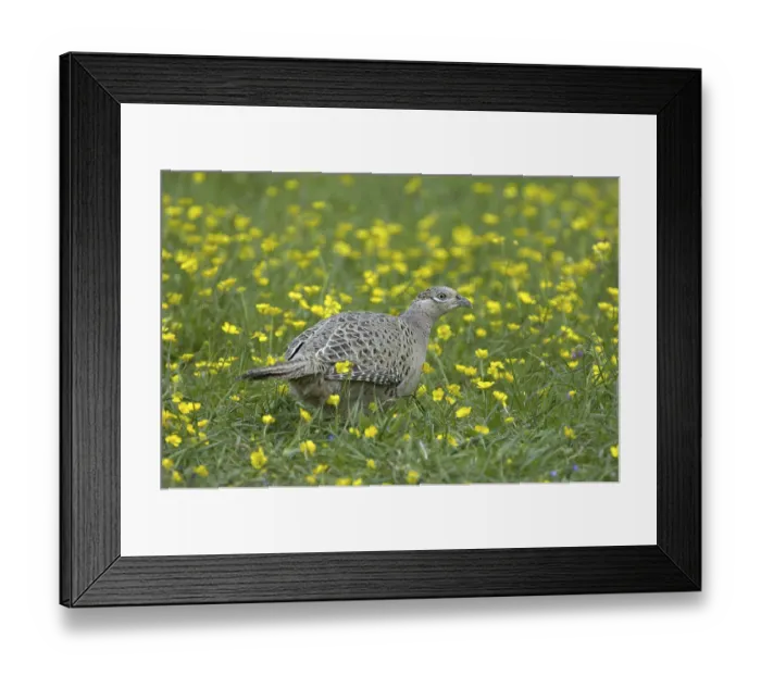 Framed Print : Common Pheasant (Phasianus colchicus)