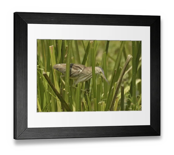 Framed Print : Yellow Bittern (Ixobrychus sinensis) Framed Print : Yellow Bittern (Ixobrychus sinensis)