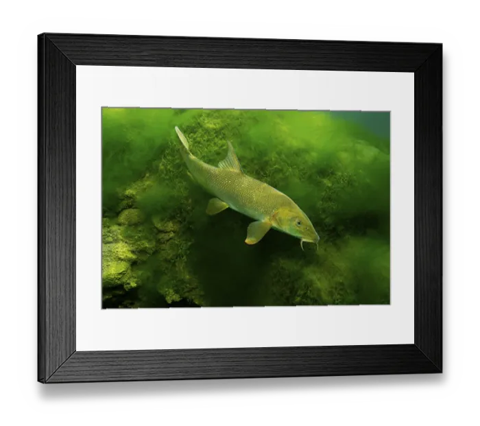 Framed Print : Common barbel (Barbus barbus), Baden-Wuerttemberg Framed Print : Common barbel (Barbus barbus), Baden-Wuerttemberg