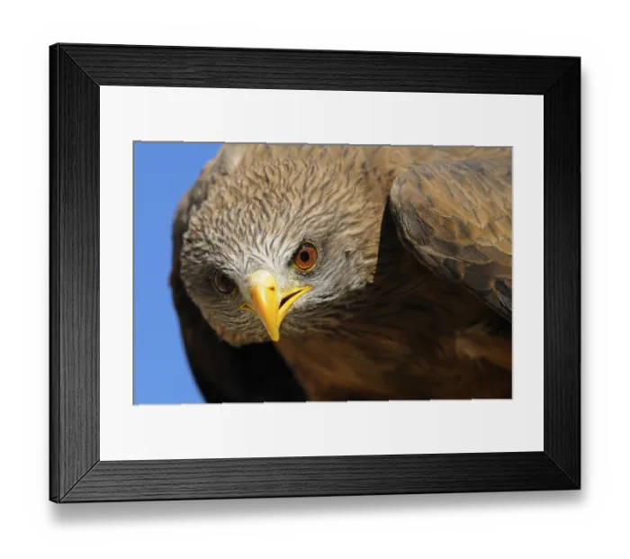 Framed Print : African yellow-billed kite (Milvus aegyptius) (Milvus migrans) aegyptius