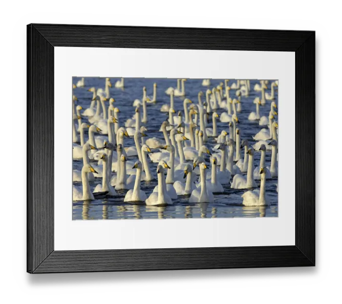 Framed Print : Whooper Swan (Cygnus cygnus) adults and immatures