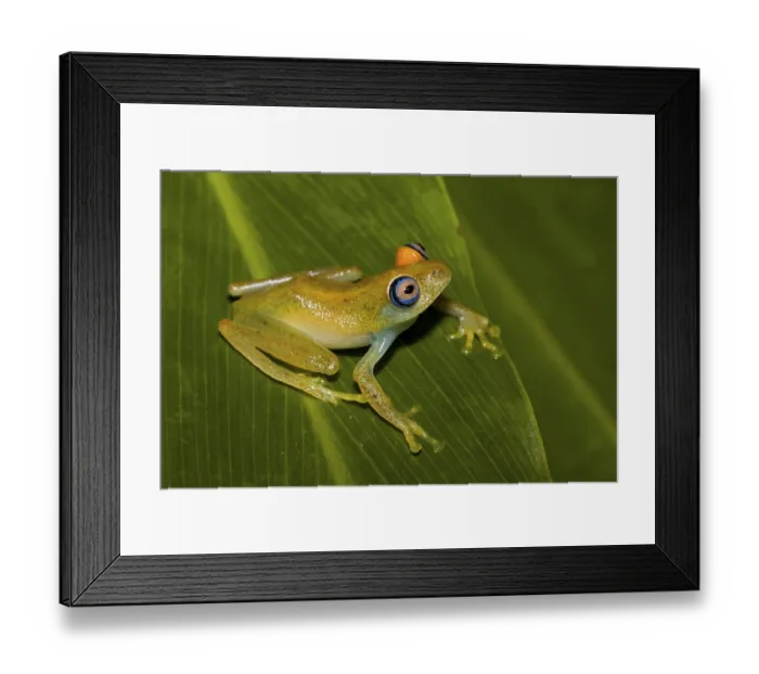 Framed Print : Madagascar Frog, Madagascar Frogs Framed Print : Madagascar Frog, Madagascar Frogs
