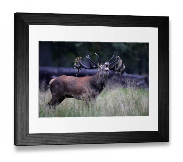Framed Print : format, formats, wild, heat, heating