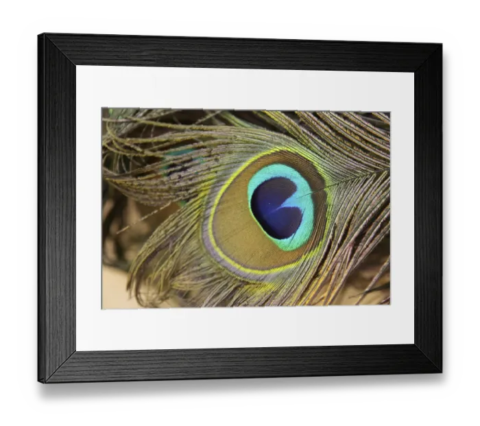Framed Print : Peacock feather, Nadiad, Gujarat, India, Asia Framed Print : Peacock feather, Nadiad, Gujarat, India, Asia