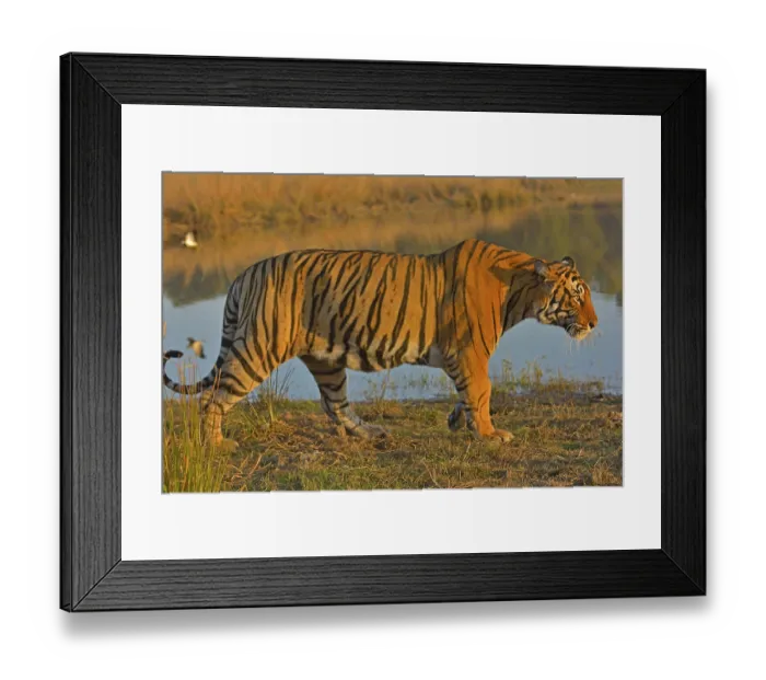 Framed Print : Bengal Tiger, Ranthambore national park