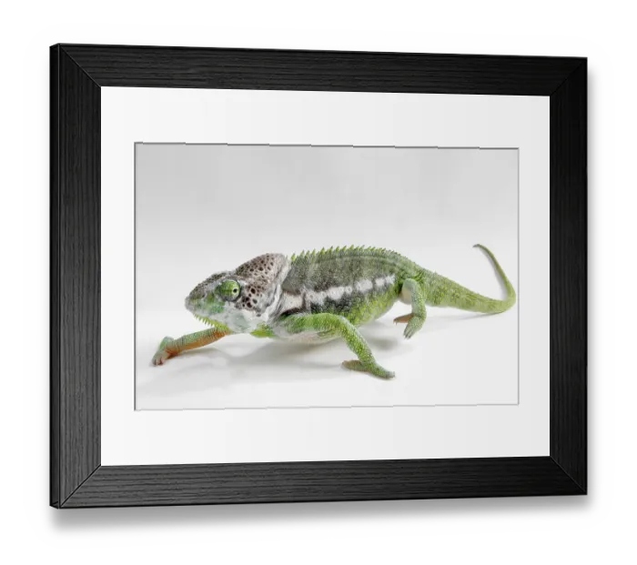 Framed Print : Madagascar giant chameleon (Furcifer verrucosus)