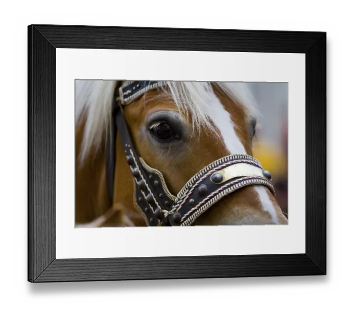 Framed Print : Horse wearing headgear, portrait Framed Print : Horse wearing headgear, portrait