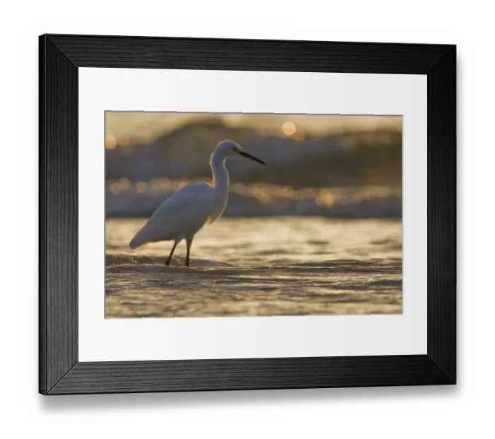 Framed Print : Great White Egret (Egretta thula) Framed Print : Great White Egret (Egretta thula)
