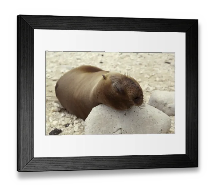 Framed Print : Galapagos sea lion (Zalophus wollebaeki)