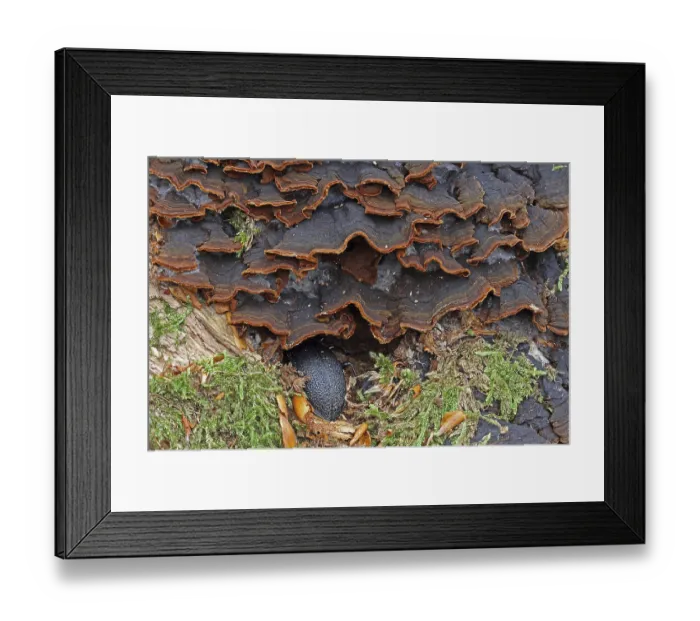 Framed Print : Leather ground beetle (Carabus coriaceus) Framed Print : Leather ground beetle (Carabus coriaceus)