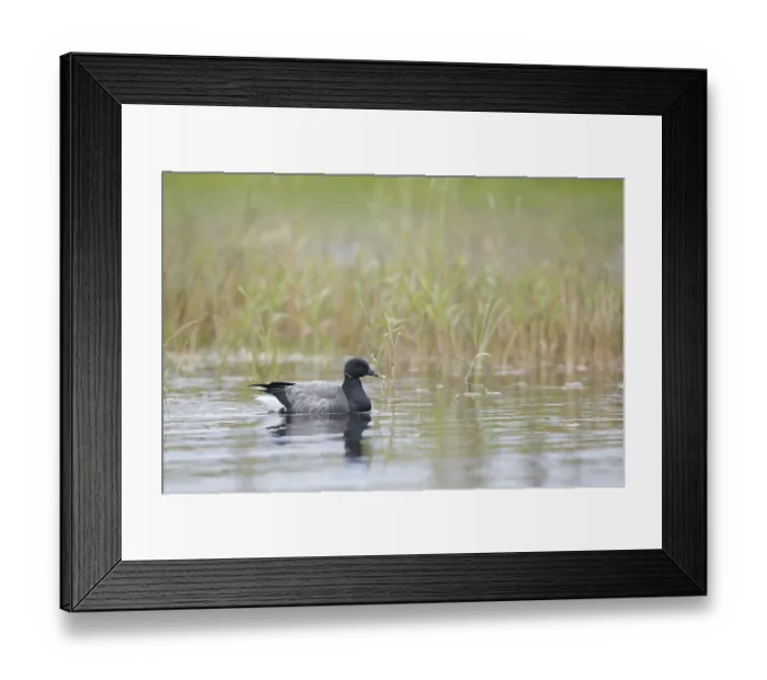 Framed Print : Brent goose (Branta bernicla)