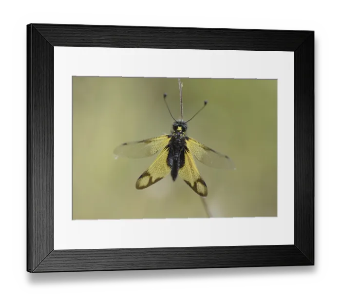 Framed Print : Cretan butterflyfish (Libelloides rhomboides ssp) Framed Print : Cretan butterflyfish (Libelloides rhomboides ssp)