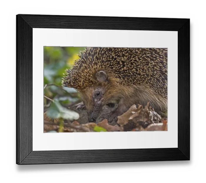 Framed Print : West European hedgehog (Erinaceus europaeus) foraging Framed Print : West European hedgehog (Erinaceus europaeus) foraging
