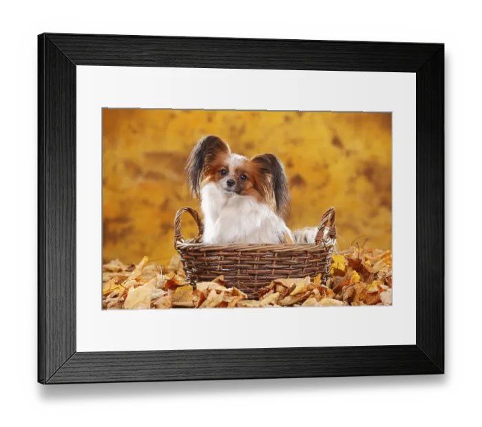 Framed Print : Papillon, butterfly dog, continental dwarf spaniel sitting in a basket in autumn leaves