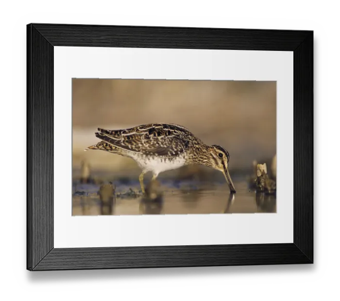 Framed Print : Common Snipe (Gallinago gallinago) Framed Print : Common Snipe (Gallinago gallinago)