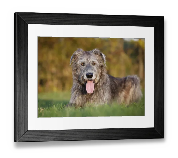 Framed Print : Irish Wolfhound lying in a meadow Framed Print : Irish Wolfhound lying in a meadow