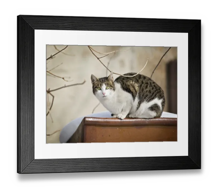 Framed Print : Brown tabby-white-spotted cat sitting on a ceramic trough in the snow Framed Print : Brown tabby-white-spotted cat sitting on a ceramic trough in the snow