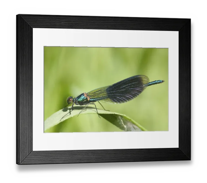 Framed Print : Calopteryx splendens Framed Print : Calopteryx splendens