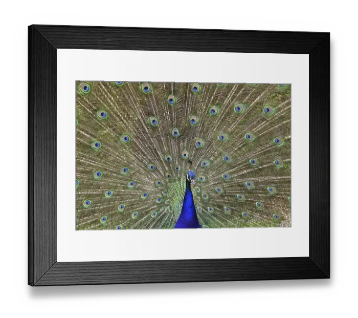 Framed Print : Indian peafowl (Pavo cristatus) peacock does cartwheel Framed Print : Indian peafowl (Pavo cristatus) peacock does cartwheel