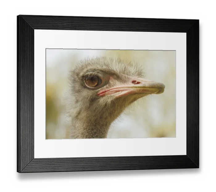 Framed Print : Ostrich portrait, ostrich head (Struthio camelus) Framed Print : Ostrich portrait, ostrich head (Struthio camelus)