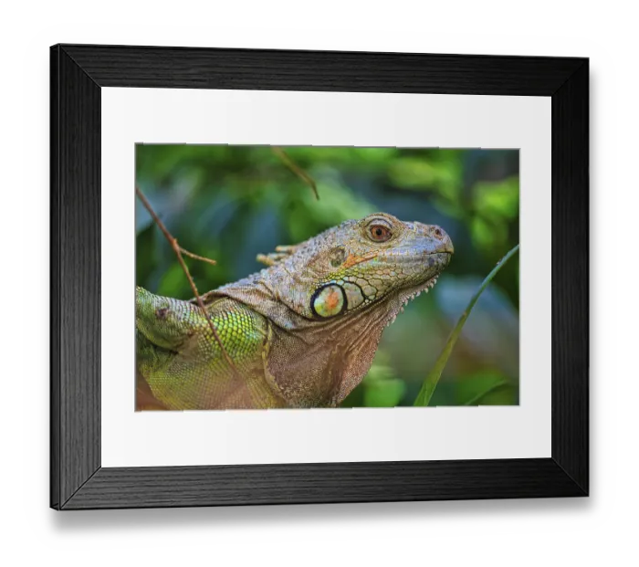 Framed Print : Green iguana (Iguana Iguana) portrait Framed Print : Green iguana (Iguana Iguana) portrait