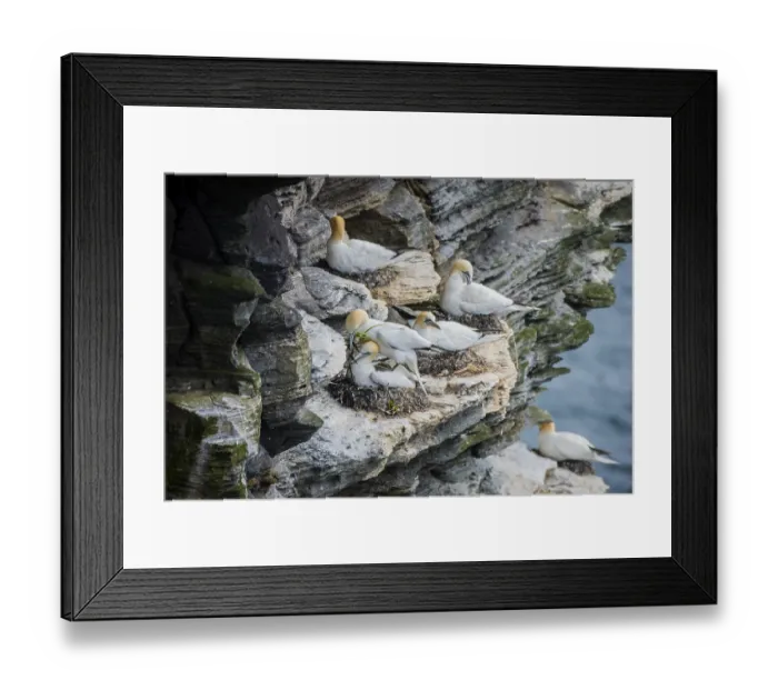 Framed Print : Northern gannet (Morus bassanus) in a breeding colony