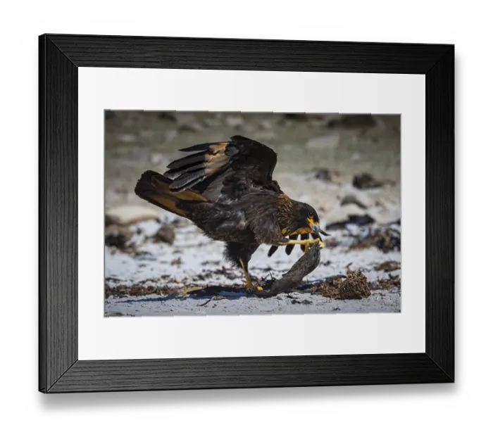 Framed Print : Falkland caracara (Phalcoboenus australis) playing with floating debris Framed Print : Falkland caracara (Phalcoboenus australis) playing with floating debris