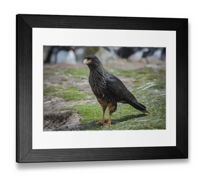Framed Print : Falkland caracara (Phalcoboenus australis) Framed Print : Falkland caracara (Phalcoboenus australis)
