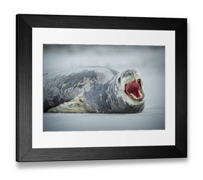 Framed Print : Leopard seal (Hydrurga leptonyx) yawning