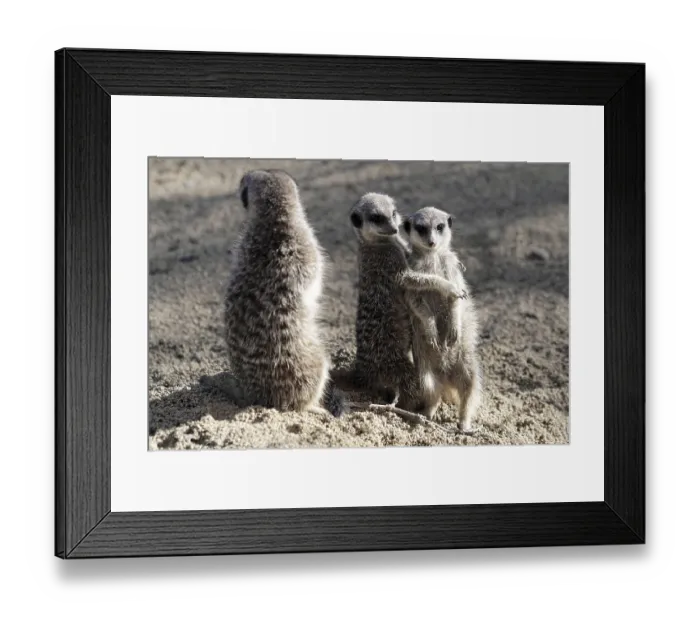 Framed Print : Two meerkats hugging each other while a third stands nearby on sandy ground