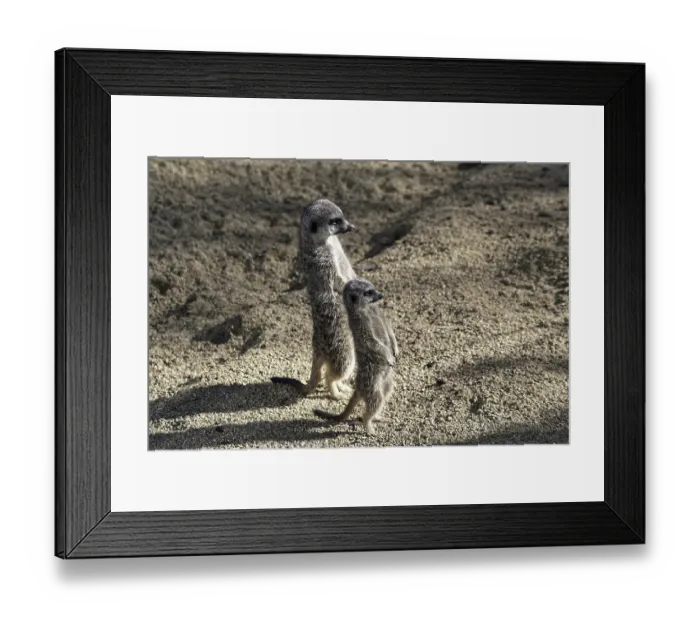 Framed Print : Two meerkats standing upright in the sunny sand