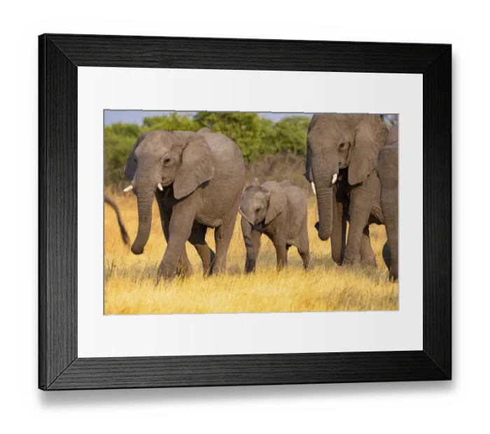 Framed Print : African elephant (Loxodonta africana)