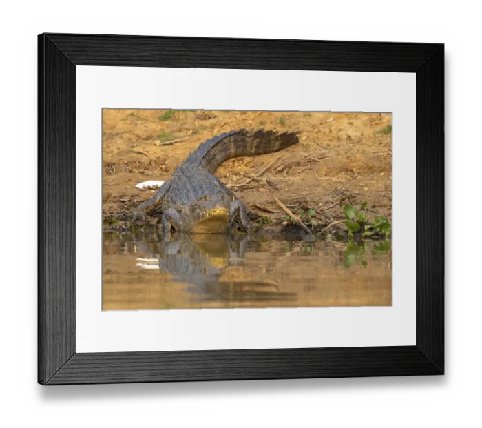 Framed Print : Caiman (Caimaninae), Crocodile (Alligatoridae)