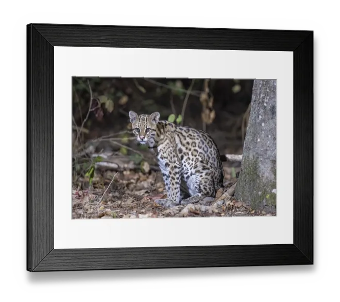 Framed Print : Ocelot (Leopardus pardalis), at night Framed Print : Ocelot (Leopardus pardalis), at night