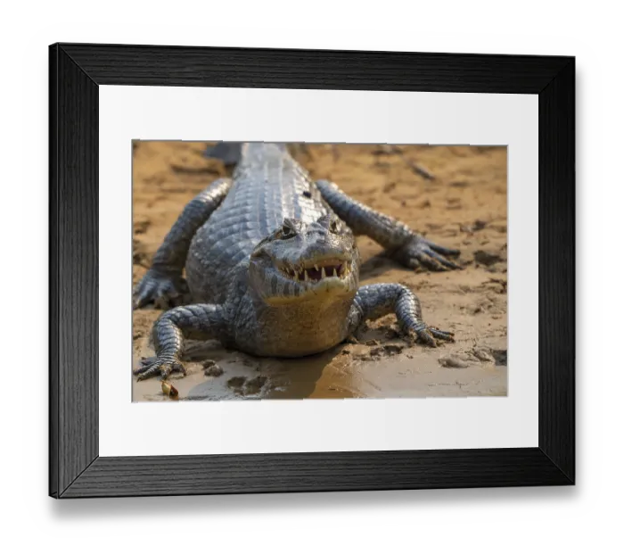 Framed Print : Caiman (Caimaninae), Alligator (Alligatoridae)