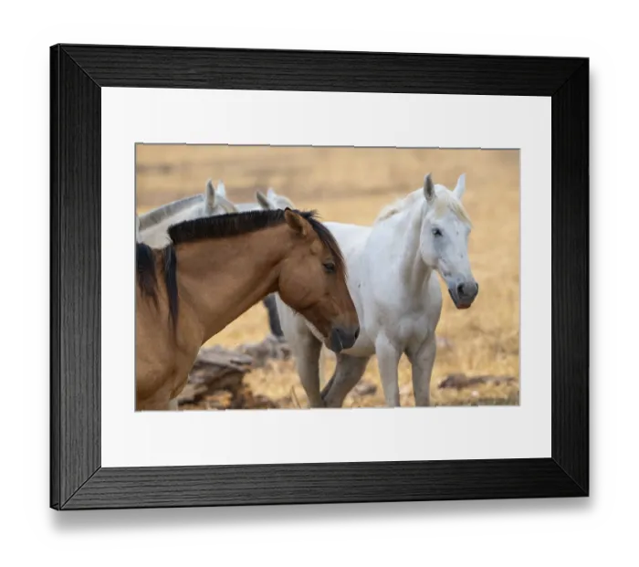 Framed Print : Andalusian horse (Pura Raza Espanola)